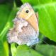 Coenonympha pamphilus (Linnaeus, 1758) 2.jpg