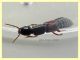 prob. Othius punctulatus circa 12 mm - Selcetta RM - 5.8.2021 - (26).JPG
