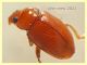 Neocrepidodera ferruginea -  3 mm. - Anzio 20.6.2021 - (9).JPG