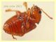 Neocrepidodera ferruginea -  3 mm. - Anzio 20.6.2021 - (64).JPG