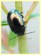Chrysolina hyperici 6 mm. su Hypericum - Anzio 8.5.2018 - (19).JPG