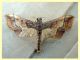 Geometridae - Anzio 21.8.2021 - (8).JPG