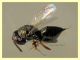 prob. Pteromalidae quasi 2 mm. - Anzio 1.9.2021 - (3).JPG