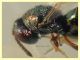 prob. Pteromalidae quasi 2 mm. - Anzio 1.9.2021 - (4).JPG