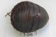 Polyphagidae - Polyphaga aegyptiaca 2.jpg