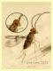 Imenottero ad occhio circa 1,2 mm. - Anzio 4.10.2021 - (9).jpg