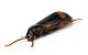 Comb3377cr-56zL6.jpg