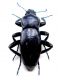Iran 2010_ Hos Yellag_Tenebrionidae_1.jpg
