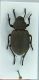 Phymatiotris_quadricollis_2.jpg