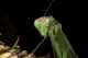 mantis-1.jpg