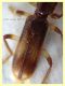 prob. Opilo mollis - 8 mm - Anzio 7.8.2019 - (4).JPG