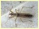 probabile Nabis ferus 6 mm - Anzio 21.9.2019 - (24).JPG