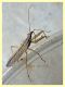 probabile Nabis ferus 6 mm - Anzio 21.9.2019 - (32).JPG