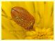 Byturus sp. - Portuense RM - 18.4.2010 - (5).JPG