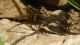 DSCN7141ridotta.jpg