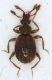 Pselaphydae_02_Marcellina_850m_1-IV-2010[1].jpg