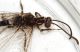 Myrmelolontidae6.JPG