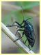 probabile Zicrona caerulea - Anzio 10.9.2019 - (2).JPG