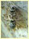 Heliophanus tribulosus - Anzio 15.11.2021 - (2).JPG