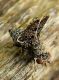 Callopistromyia annulipes S. Nicolò 8.X.2015 097a.JPG