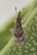 1 taeniapion urticarium apionidae baronessa.jpg