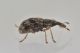 2 taeniapion urticarium apionidae baronessa.jpg