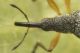 4 protapion ononidis apionidae baronessa.jpg