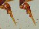 probabile Pergamasus longicornis  1,2 mm - Anzio 25.7.2020 - (7).jpg