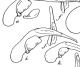 H. tenebrosus.png