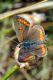 01 Aricia agestis.jpg
