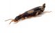 Comb3456cr-66zL6.jpg