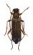 Comb3457cr-28zL6.jpg