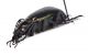 Comb3462cr-23zL6.jpg