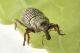3 kyklyoacalles punctaticollis curculionidae baronessa.JPG