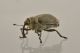 2 ceutorhynchus sp curculionidae baronessa.JPG
