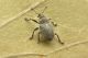 3 ceutorhynchus sp curculionidae baronessa.JPG