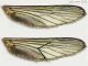 carattere diagnostico Culex sp..jpg