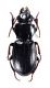 Comb3463cr-21zL3.jpg