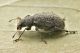 3 polydrusus inustus curculionidae avigliana est.JPG