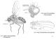 Drosophilidae copia.jpg