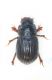 (Scarabeidi) Diastictus vulneratus.jpg