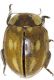Coccinella_Val-di-Zolda_27-VI-1984_8.5mm.jpg