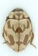 Coccinella_Roma_MonteSacro_6-V-2000_4.8mm.jpg