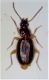 Image347 4,2 mm.jpg