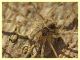 Leiobunum sp. corpo circa 4 mm. - corteccia Platano - Anzio 31.12.2021 - (7).JPG