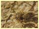Leiobunum sp. corpo circa 4 mm. - corteccia Platano - Anzio 31.12.2021 - (10).JPG