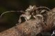 IMG_7580_Onychocerus_scorpio_s.jpg