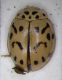 Coccinella_Trapani_20-VII-1987.jpg