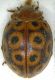 Coccinella_Kenia_29.VII-1994.jpg