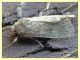 probabile Agrotis segetum - Anzio 21.9.2019 - (7).JPG